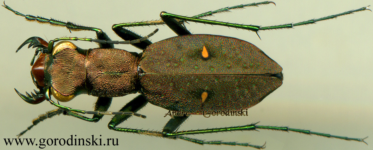 http://www.gorodinski.ru/cicindela/Apterodela lobipennis.jpg